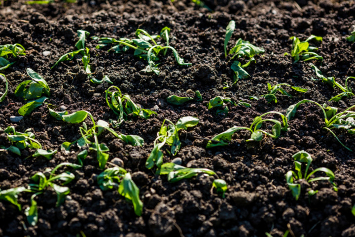 30 Veg Gardening Mistakes I See Gardeners Make All The Time