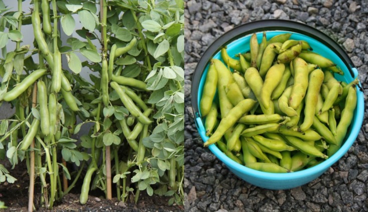 How To Grow High Yielding Fava Bean Broad Bean Plants