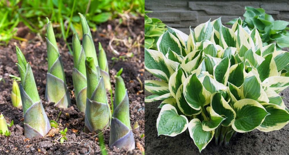 Hostas – How To Grow And Eat This Surprising Edible Plant