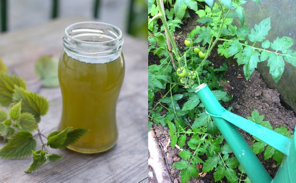 10 Liquid Fertilizer Teas Made From Weeds And Plants