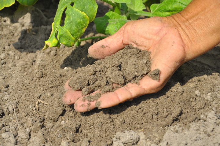 Can Clay Soil Be Used For Planting