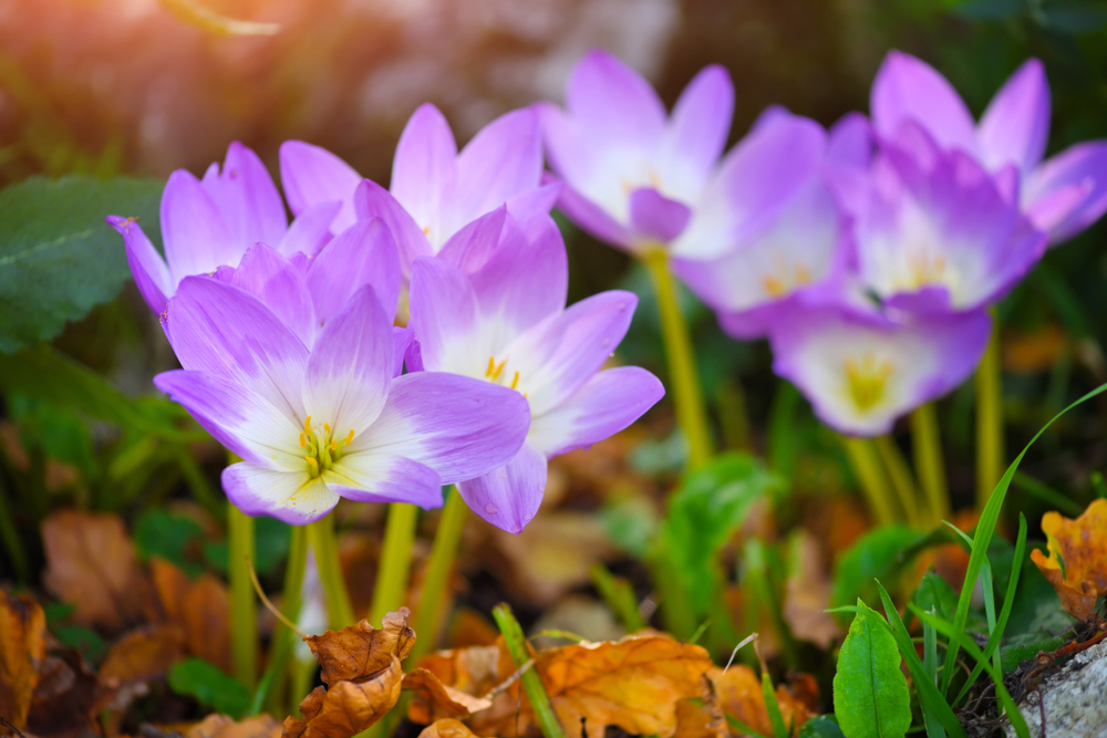 16 Best Flowers That Bloom Earliest in Spring