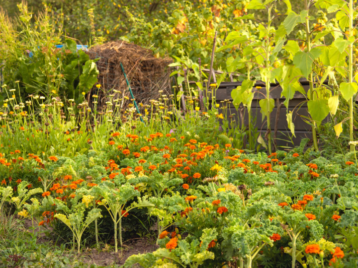 Design a Permaculture Garden: The 12 Principles To Follow