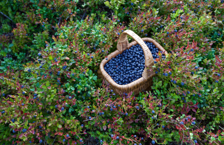 Wild Bilberry Syrup With Honey - Try This With Blueberries Too!