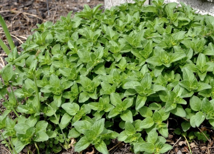 35 Perennial Herbs To Plant Once & Enjoy For Years