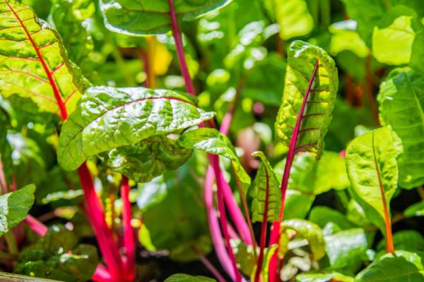 15 High-Value Garden Crops That Give Most Bang For Your Buck