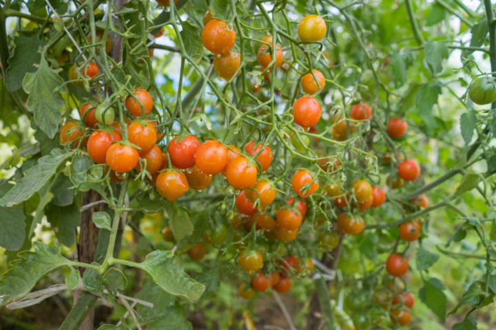 How To Hand Pollinate Tomato Flowers To Triple Fruit Production