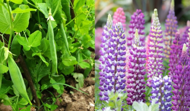 40 Nitrogen Fixing Plants To Grow In Your Garden