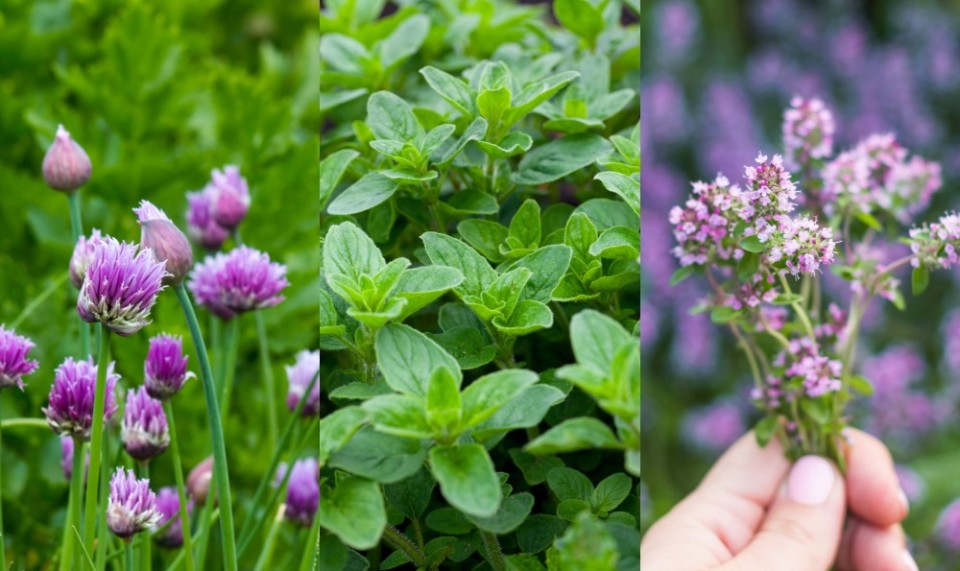 35 Perennial Herbs To Plant Once & Enjoy For Years