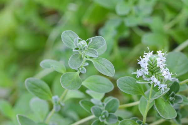 35 Perennial Herbs To Plant Once & Enjoy For Years