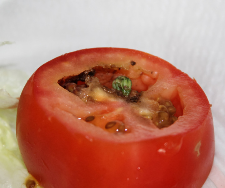 20 Common Tomato Pests and How To Deal With Them