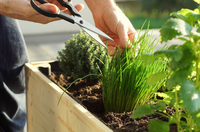 10 Reasons To Grow Chives In Your Garden