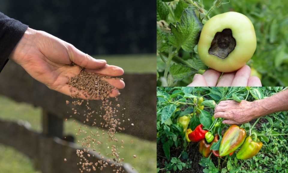 7 Reasons To Use Bone Meal Fertilizer In The Garden