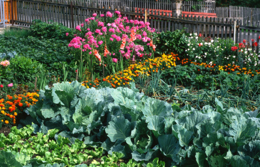 18 Cabbage Family Companion Plants & 4 To Never Grow Together