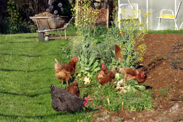 5 Reasons To Grow A Chicken Garden & What To Plant