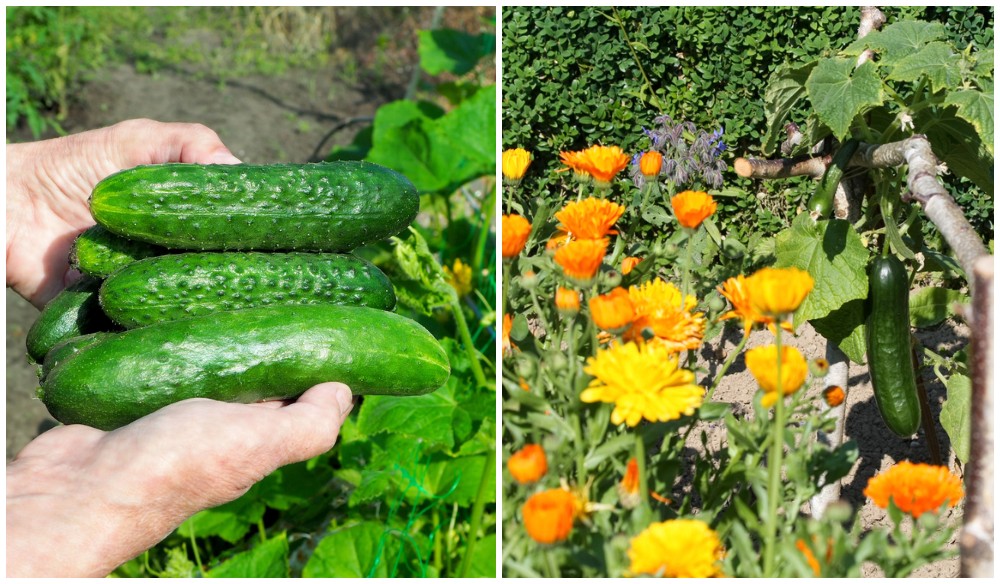 Top 26 What Not To Plant Next To Cucumbers
