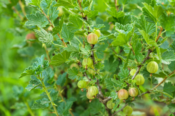 25 Shade Loving Perennials To Brighten Up Shady Spots