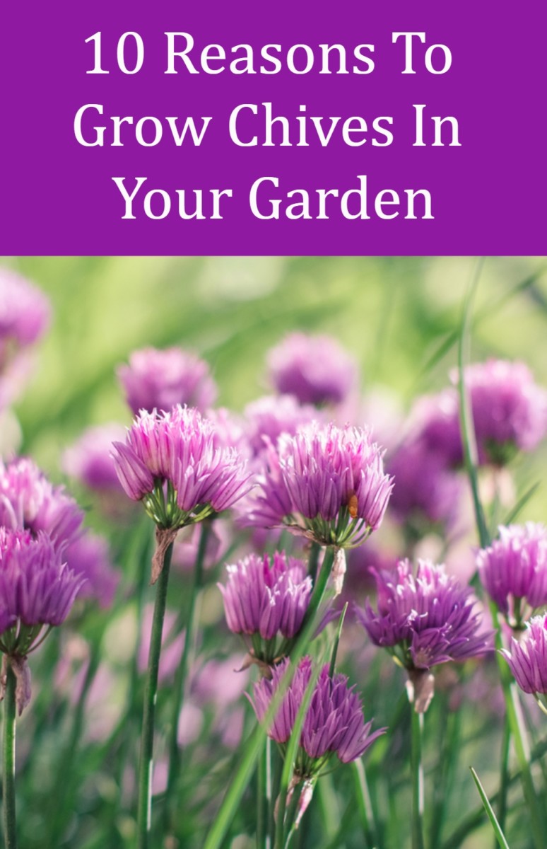 10 Reasons To Grow Chives In Your Garden