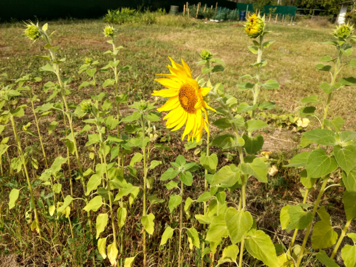 11 Cucumber Companion Plants & 3 To Never Plant With Cucumbers