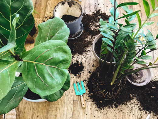 Houseplant Tool Guide: 8 Must-Have & 12 Nice-To-Have Tools For Your ...