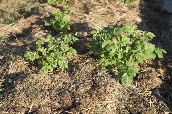 15 Potato Growing Tips To Significantly Increase Your Harvest