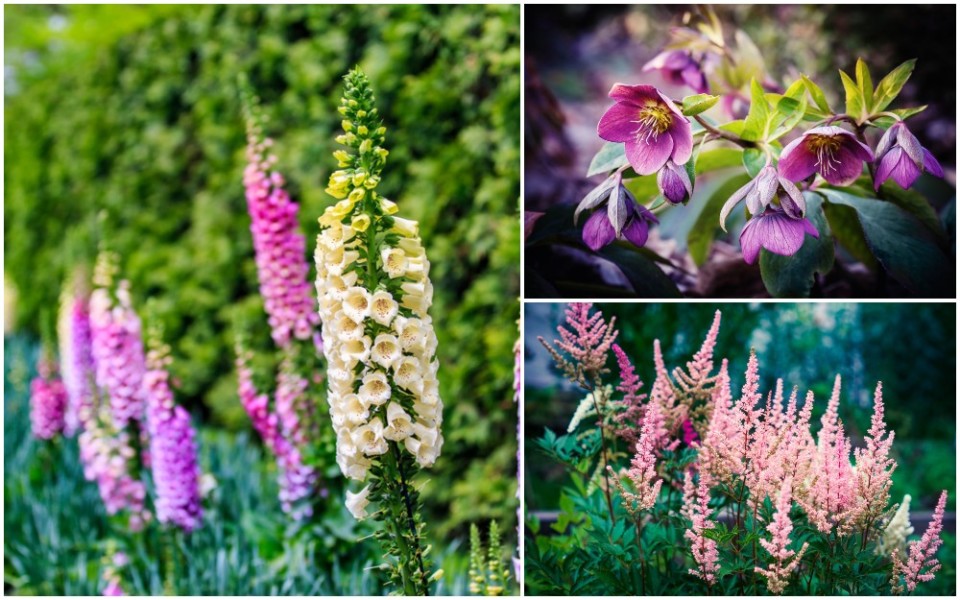 25 Shade Loving Perennials To Brighten Up Shady Spots