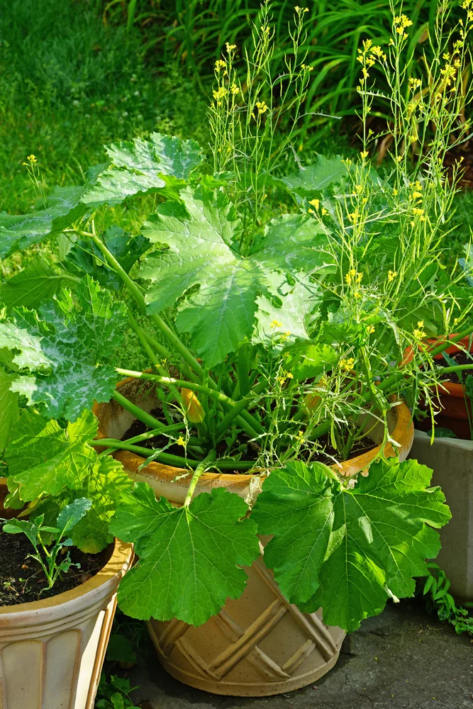 How to Grow Zucchini Plants in pots - Delineate Your Dwelling