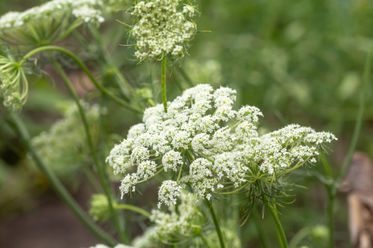 18 Self-Seeding Plants You'll Never Have To Plant Again