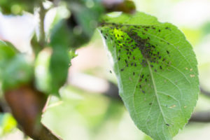 10 Uses For Hydrogen Peroxide In The Garden