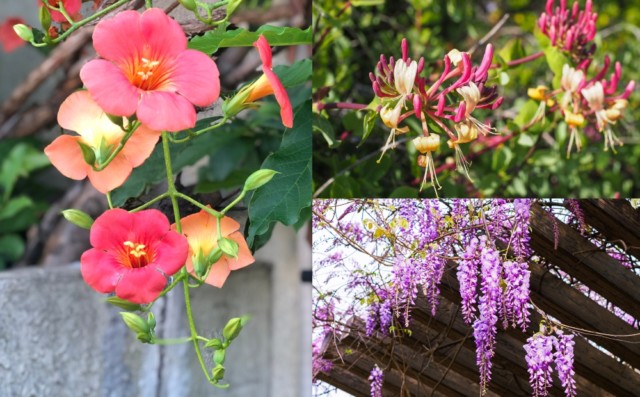 25 Best Climbing Plants And Flowering Vines 3738