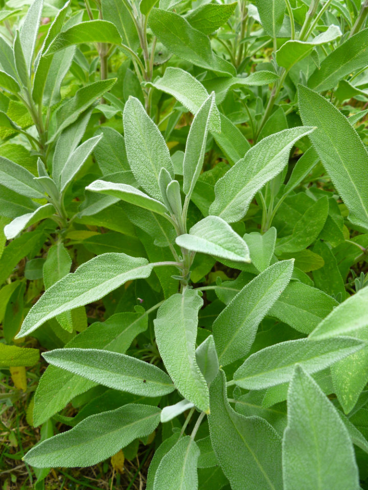 12 Reasons To Grow Sage In Your Garden