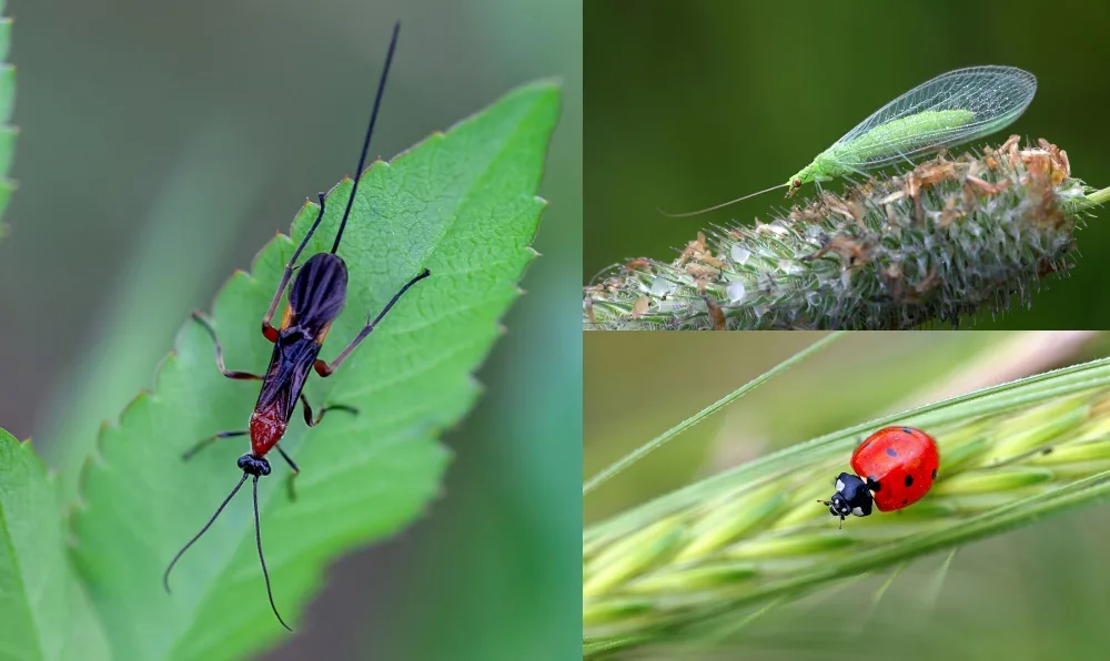 red bugs in garden