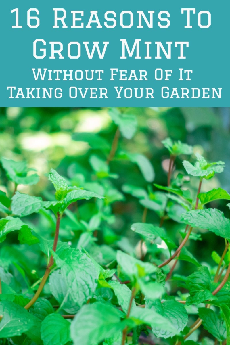 16 Reasons To Grow Mint - Without Fear Of It Taking Over Your Garden