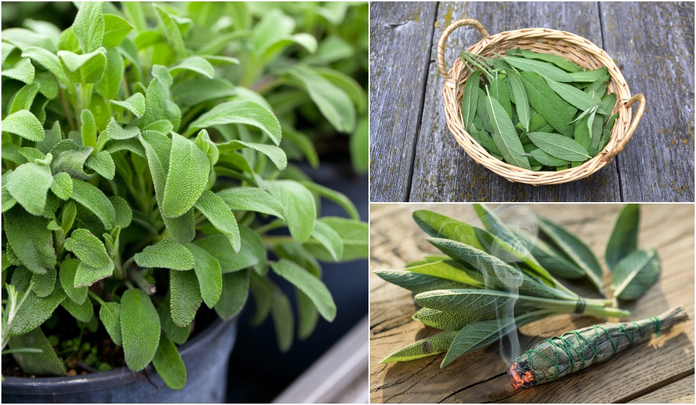 How to Plant and Grow Sage