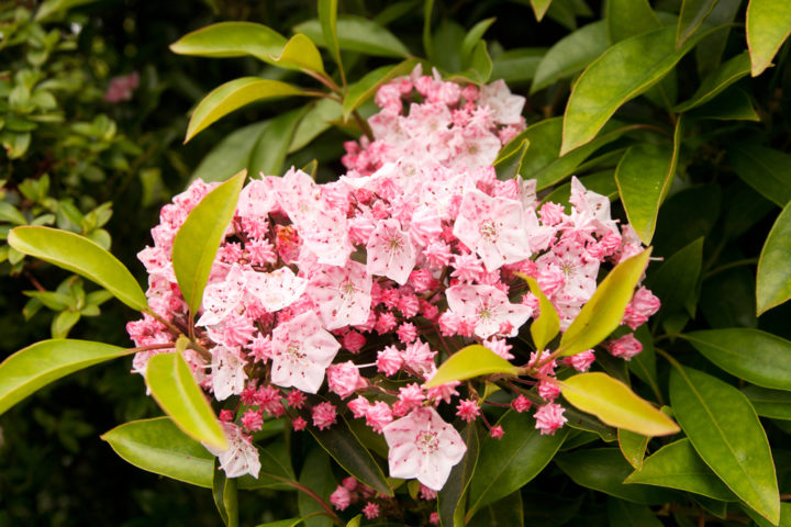 12 Beautiful Shrubs To Grow In Pots