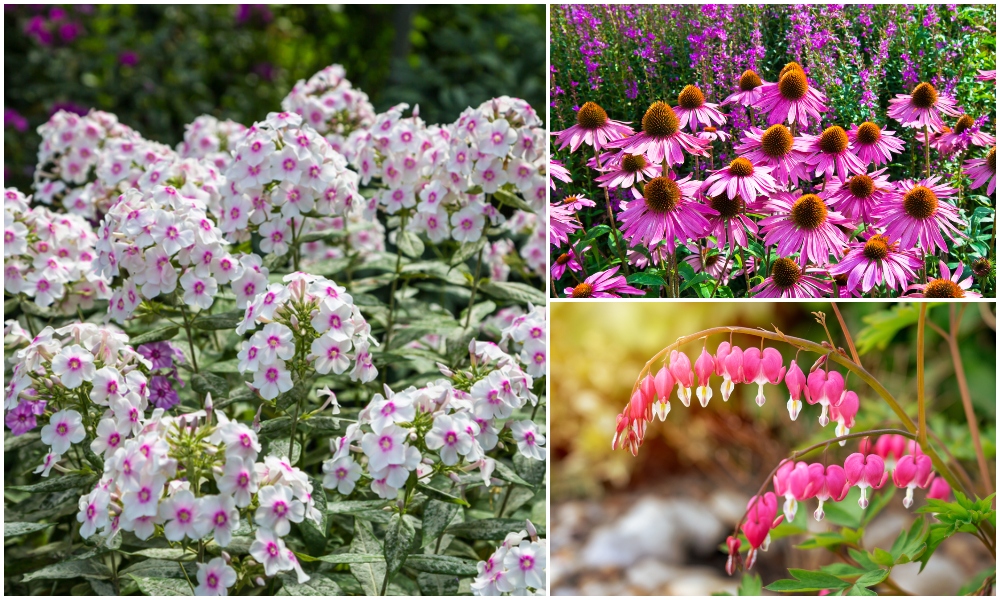 Perennial Plants That Bloom All Summer Long - Image to u
