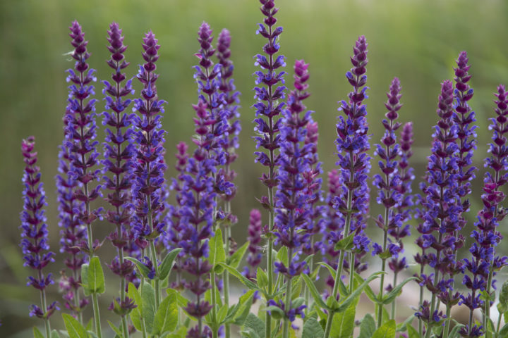 12 Reasons To Grow Sage In Your Garden