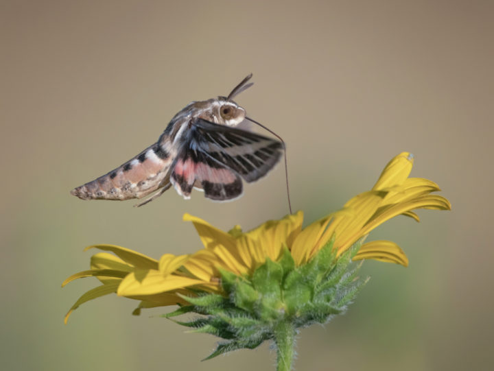 Dealing with Tomato Hornworms Before They Destroy Your Tomato Plants