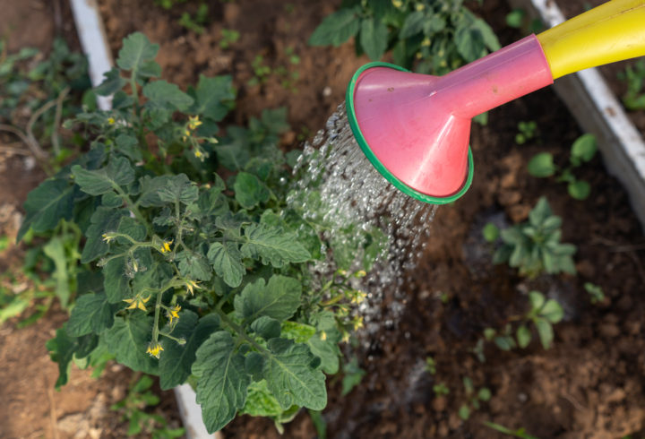 10 Watering Mistakes That Harm Your Plants & How To Use Water More Wisely