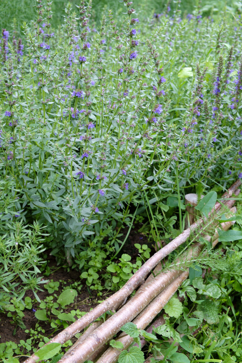 10 Reasons To Grow Hyssop In Your Garden