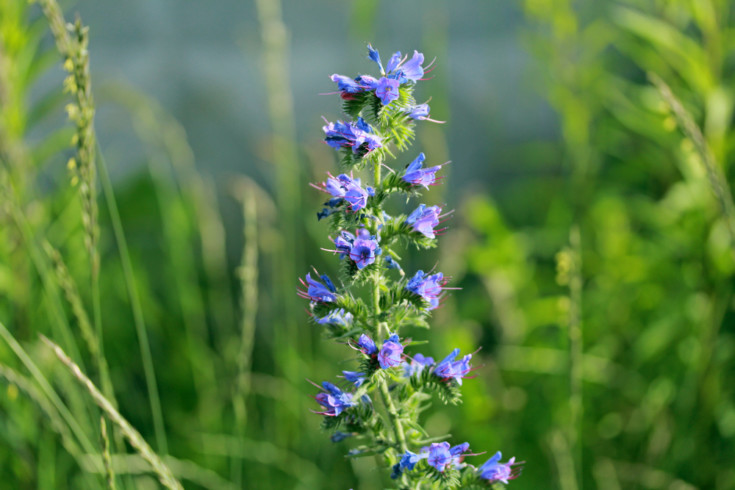 10-reasons-to-grow-hyssop-in-your-garden