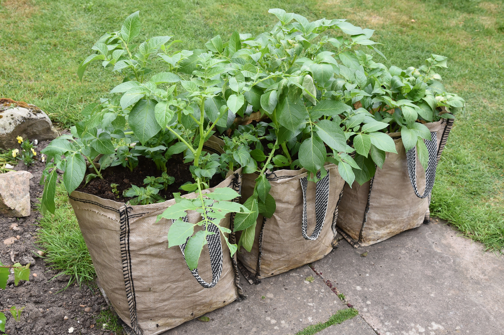 An easy way to grow potatoes! — STORIED GARDEN