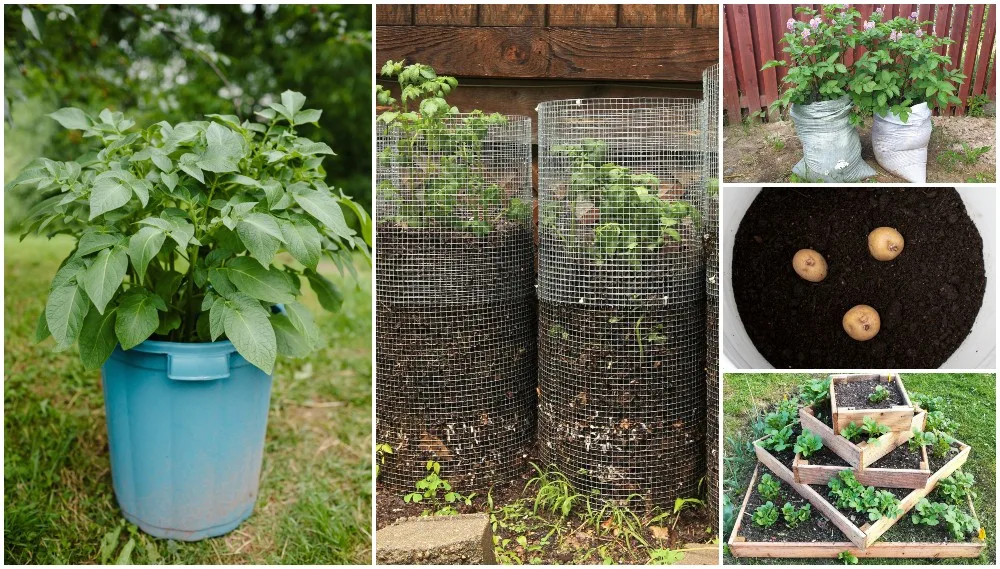 Grow Potatoes in Containers & Bags: 8 Best Secrets! - A Piece Of