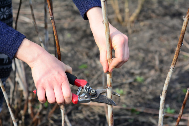 How To Start New Raspberry Canes For A High Yielding Berry Patch