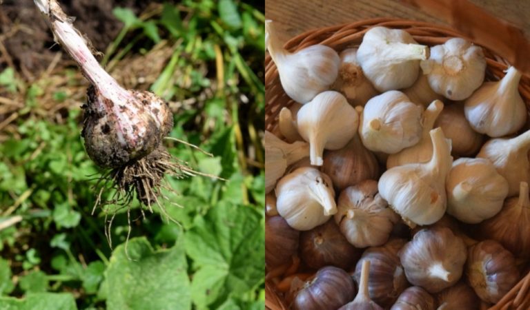 How To Harvest, Cure & Store Garlic So It Lasts 8+ Months