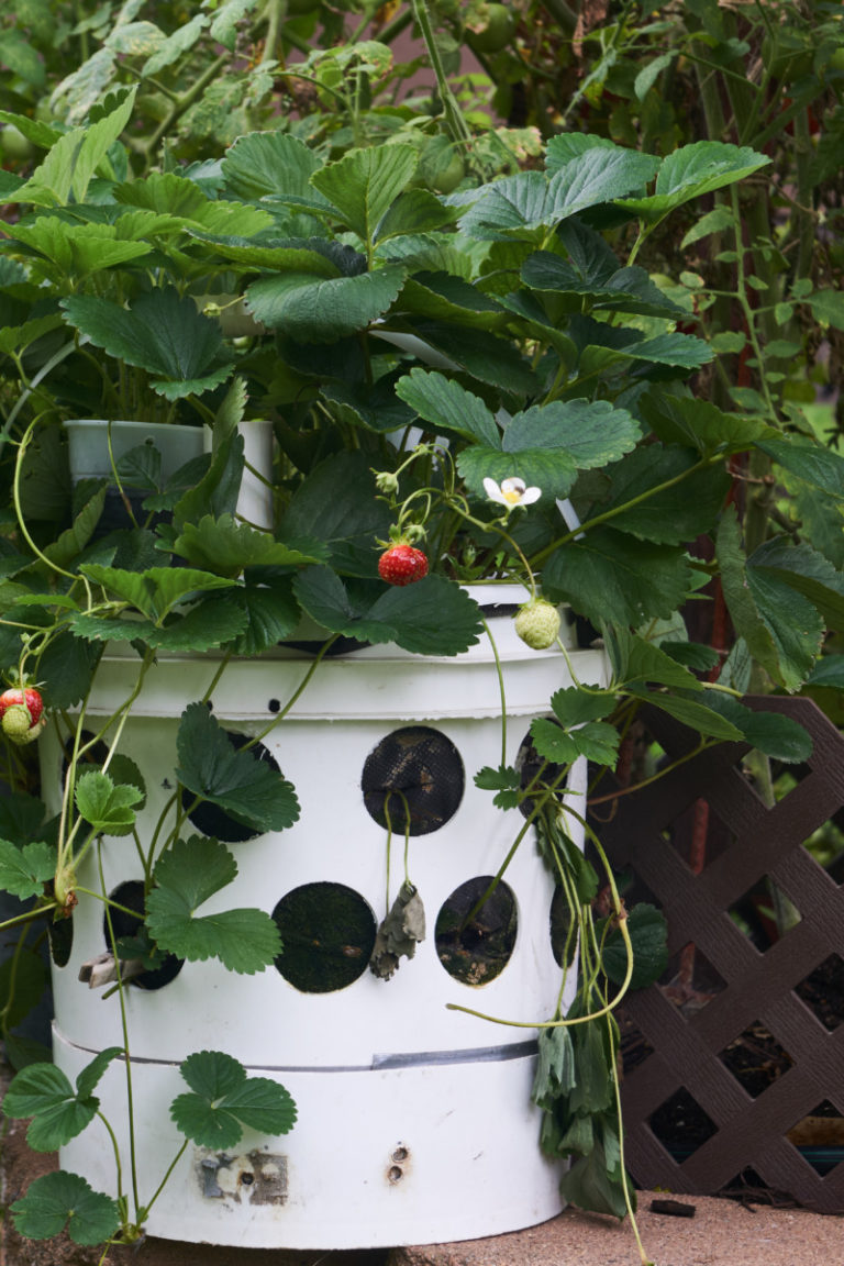 Grow Food In 5 Gallon Buckets 15 Fruits & Veggies That Thrive