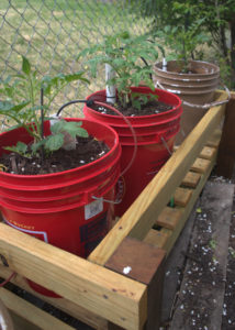 Grow Food In 5 Gallon Buckets - 15 Fruits & Veggies That Thrive