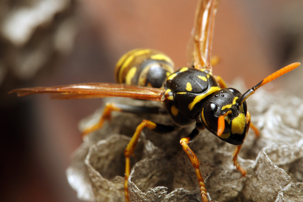 Female Yellow Jacket Wasp