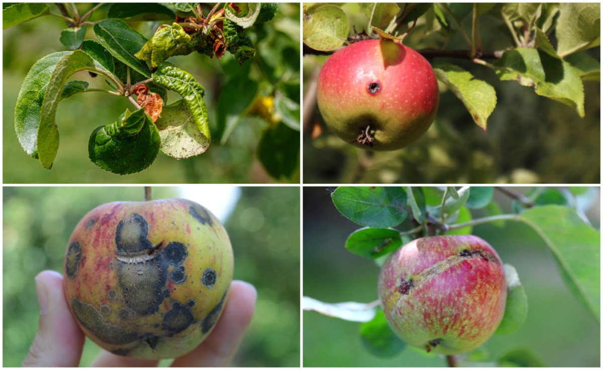 23 Common Apple Tree Problems & How To Fix Them