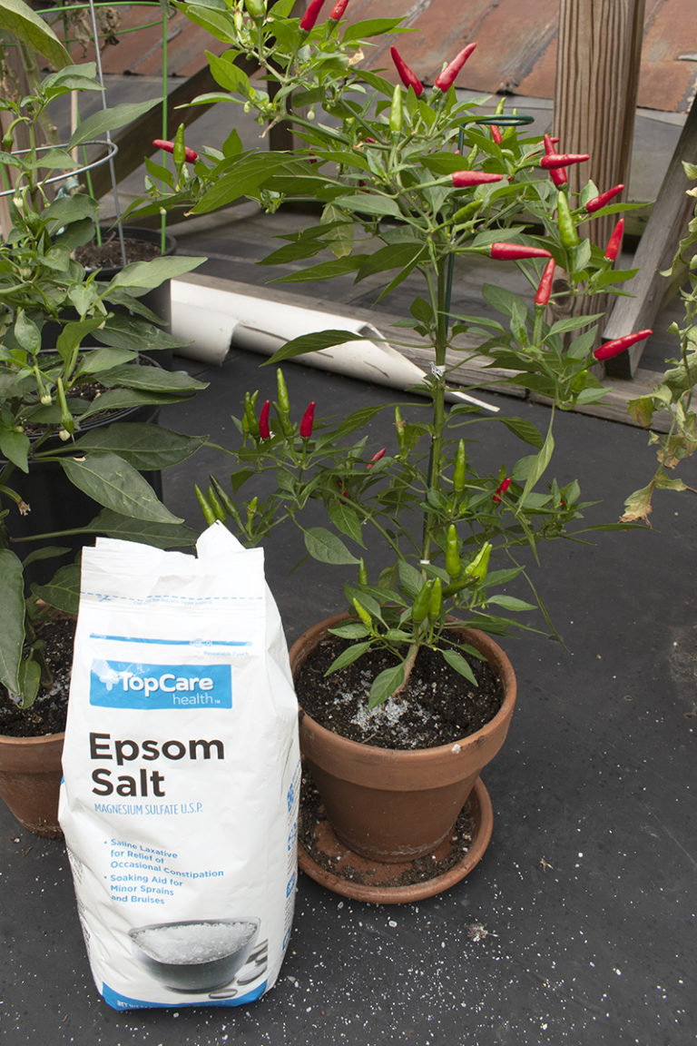 20 Ways Epsom Salt Helps Plants & Your Garden